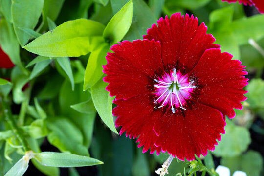 Close up of red Dianthus bloom
