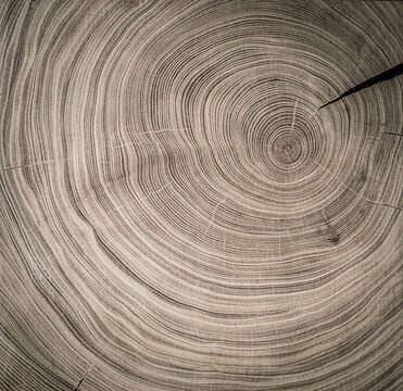 Natural organic boho cut wood texture. Detailed sepia toned felled tree trunk or stump with end grain.. 