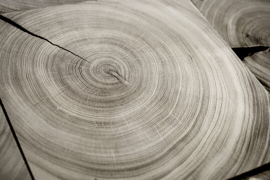 Black and white cut wood texture. Detailed black and white texture of a felled tree trunk or stump. Rough organic tree rings with close up of end grain. 
