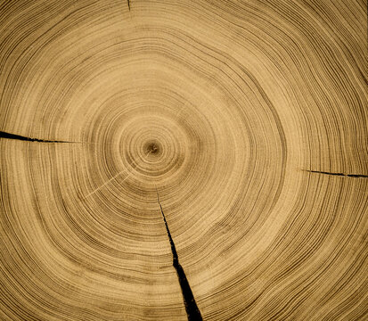 Natural wood tree ring texture. Detailed macro of a felled tree trunk or stump. Rough organic tree rings with close up of end grain. 