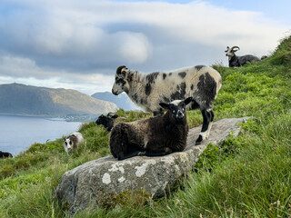 Horned sheep resting on a rock high above the sea, Runde, Norway © versus_cz
