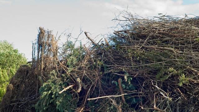 The photo shows a close-up of a mountain of cut tree branches against a blue sky