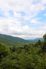 Fototapeta premium Green Foliage in Foreground with Smoky Mountains in Background