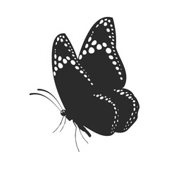 butterfly isolated on white background © Shinta