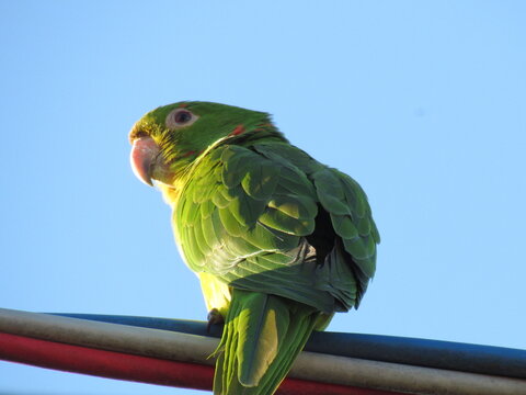 Aves urbanas.