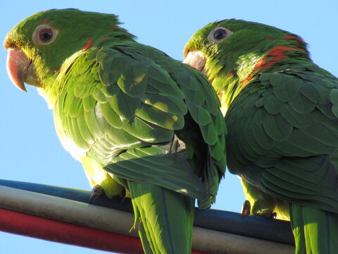 Aves urbanas.