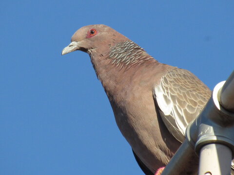 Aves urbanas.
