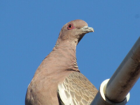 Aves urbanas.