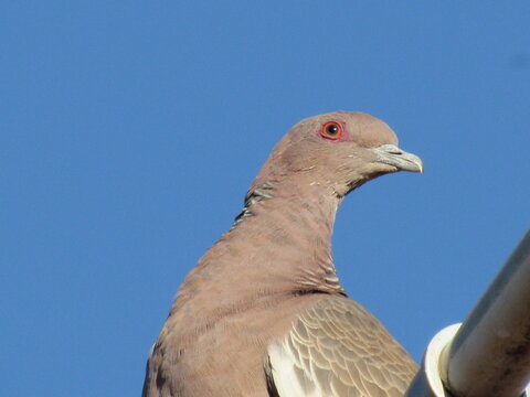 Aves urbanas.