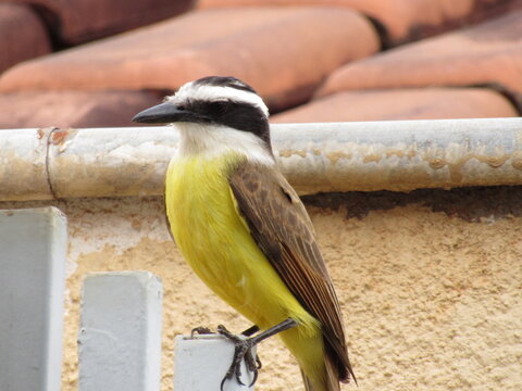 Aves urbanas.