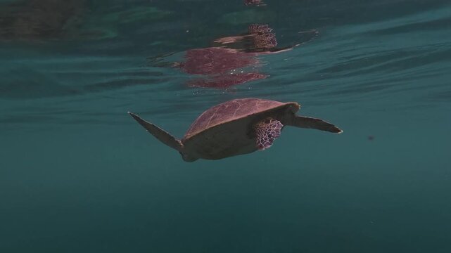 A sea turtle on a coral reef in Puerto Rico 