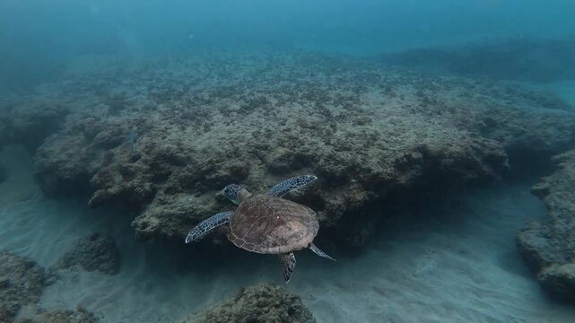 A sea turtle on a coral reef in Puerto Rico 
