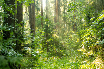 Obraz premium Lush green forest with dense undergrowth illuminated by soft summer sunlight. Peaceful woodland scenery creates a natural atmospheric background.