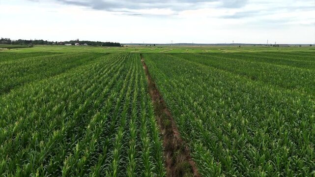 Corn field, NB, Canada