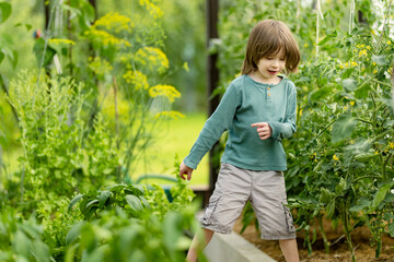 Naklejka premium Young boy exploring a lush greenhouse filled with growing vegetables and tomato plants. Curious child walks barefoot among garden beds and greenery during summer.