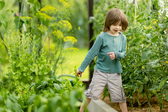 Young boy exploring a lush greenhouse filled with growing vegetables and tomato plants. Curious child walks barefoot among garden beds and greenery during summer.