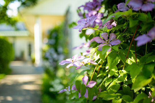 Purple clematis flowers climb over wooden garden trellis surrounded by lush green foliage in summer. Abundant flowering vine creates romantic cottage garden atmosphere and natural decoration.