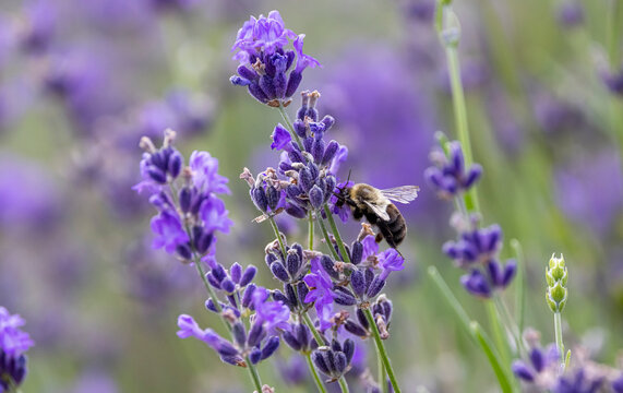 Bumblebee on lavender 
