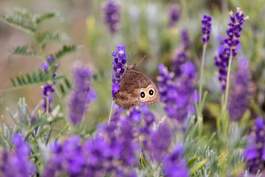 Butterfly on lavender.