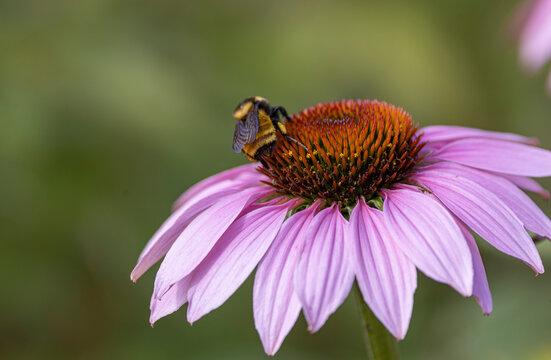 Echinacea (coneflower) 