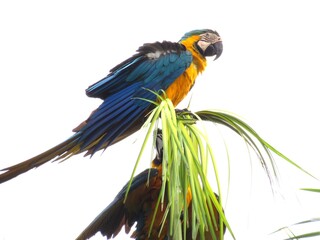 Aves urbanas. © rose1967