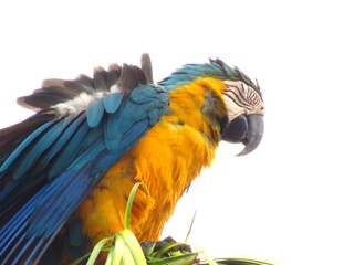 Aves urbanas. © rose1967