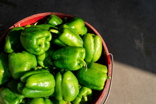 Freshly harvested green bell peppers in farm harvest bucket