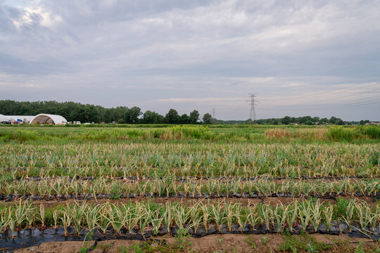 Michigan vegetable farm field with rows of crops under cloudy summer sky 