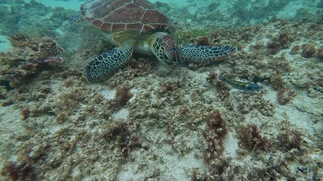A sea turtle on a coral reef in Puerto Rico 