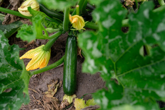 Zucchini growing on plant with yellow blossoms in vegetable field