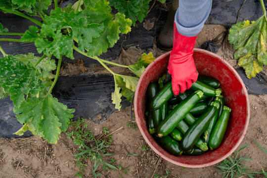 Farm worker harvesting fresh zucchini into bucket at Michigan vegetable farm