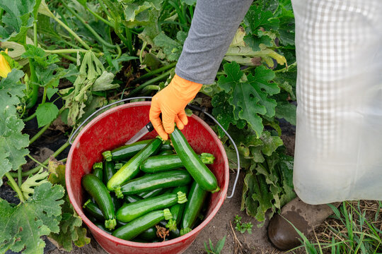 Farm worker placing freshly harvested zucchini into bucket