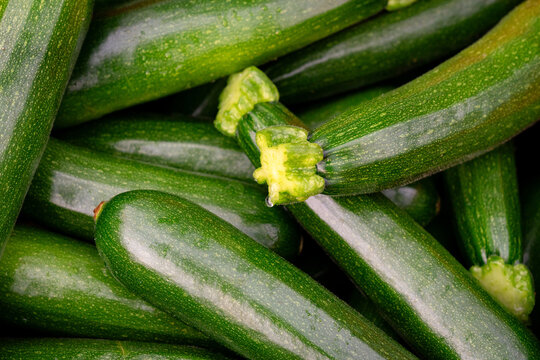 Close up of freshly harvested green zucchini