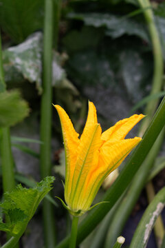 Yellow zucchini blossom growing on vegetable plant