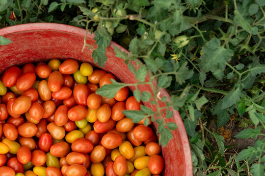 Freshly harvested tomatoes in red bucket beside tomato plants in Michigan
