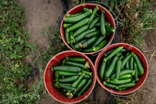 Freshly harvested zucchini in red buckets on Michigan vegetable farm 