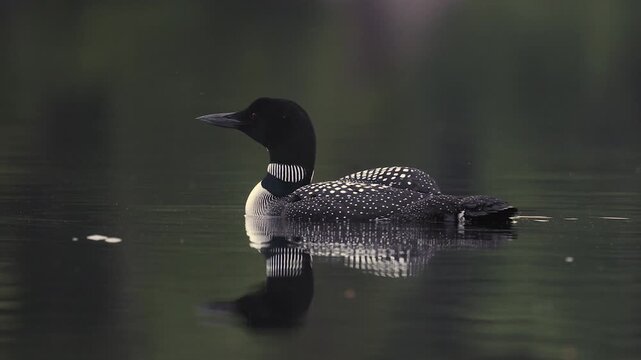Common loons on a lake in Maine 