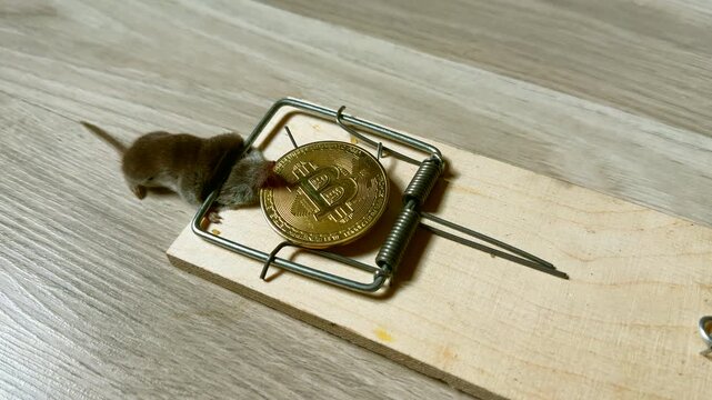 Rat in a mousetrap. Rat caught in mousetrap. Catching rats, mice, rodents in house. Hunting for mouse in apartment. Stealing money, cryptocurrency theft. Bitcoin coin for mouse. Crypto bait for thief.
