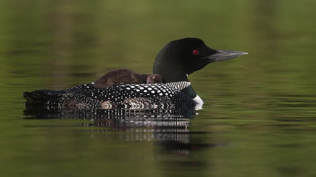 Common loons on a lake in Maine 