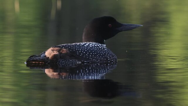 Common loons on a lake in Maine 