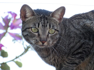 Um lindo Gatinho. © rose1967