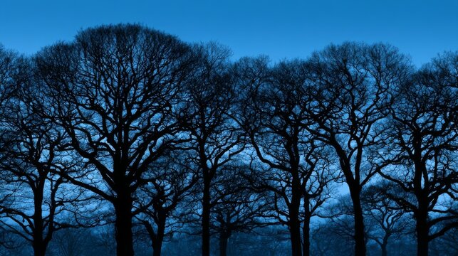 Bare winter tree silhouettes against a pure ice-blue sky