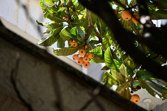 A close-up shot of ripe yellow-orange loquat fruits (Eriobotrya japonica), also known as Japanese plum or nespolo, hanging on a tree branch among dense green leaves. Tropical fruit foliage background