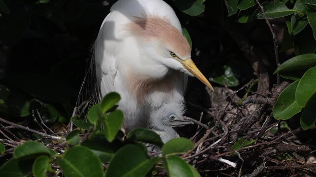 Cattle egret nesting in Florida 