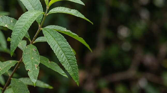 Fresh green lemon verbena leaves growing on a branch in a natural garden setting.