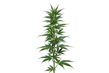 Fototapeta premium Dense leafy cannabis plant with multiple branches