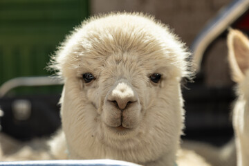 Naklejka premium Close-up portrait of an alpaca in the Peruvian Andes