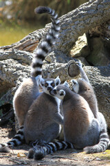 Group of Ring-Tailed Lemurs Lemur Catta Huddling Together with Raised Striped Tail - Wildlife Photography at Badoca Safari Park Portugal © monkeybusiness.pt