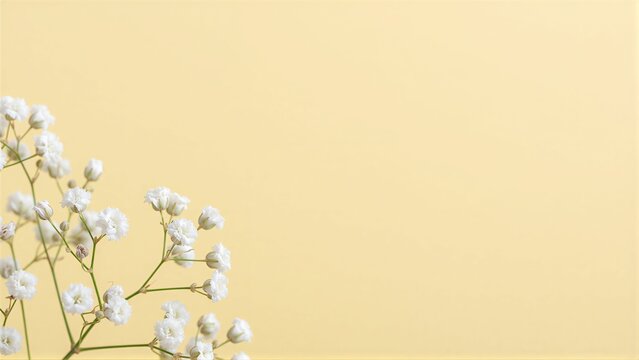Delicate white flowers bloom softly against a warm, solid yellow background.