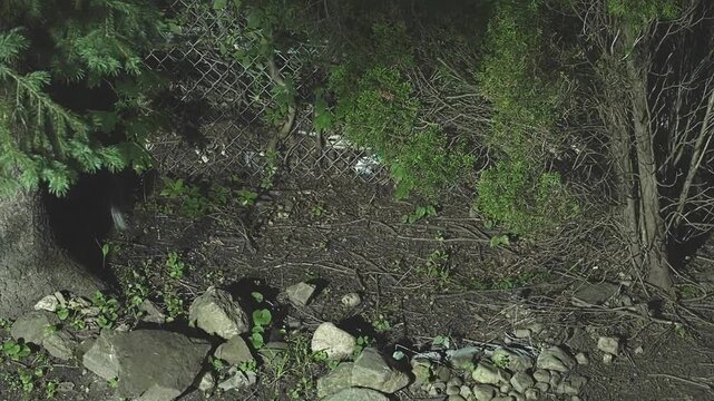 Nocturnal striped skunk foraging for food in a suburban backyard at night. The wild animal is walking along a chain-link fence in the dark